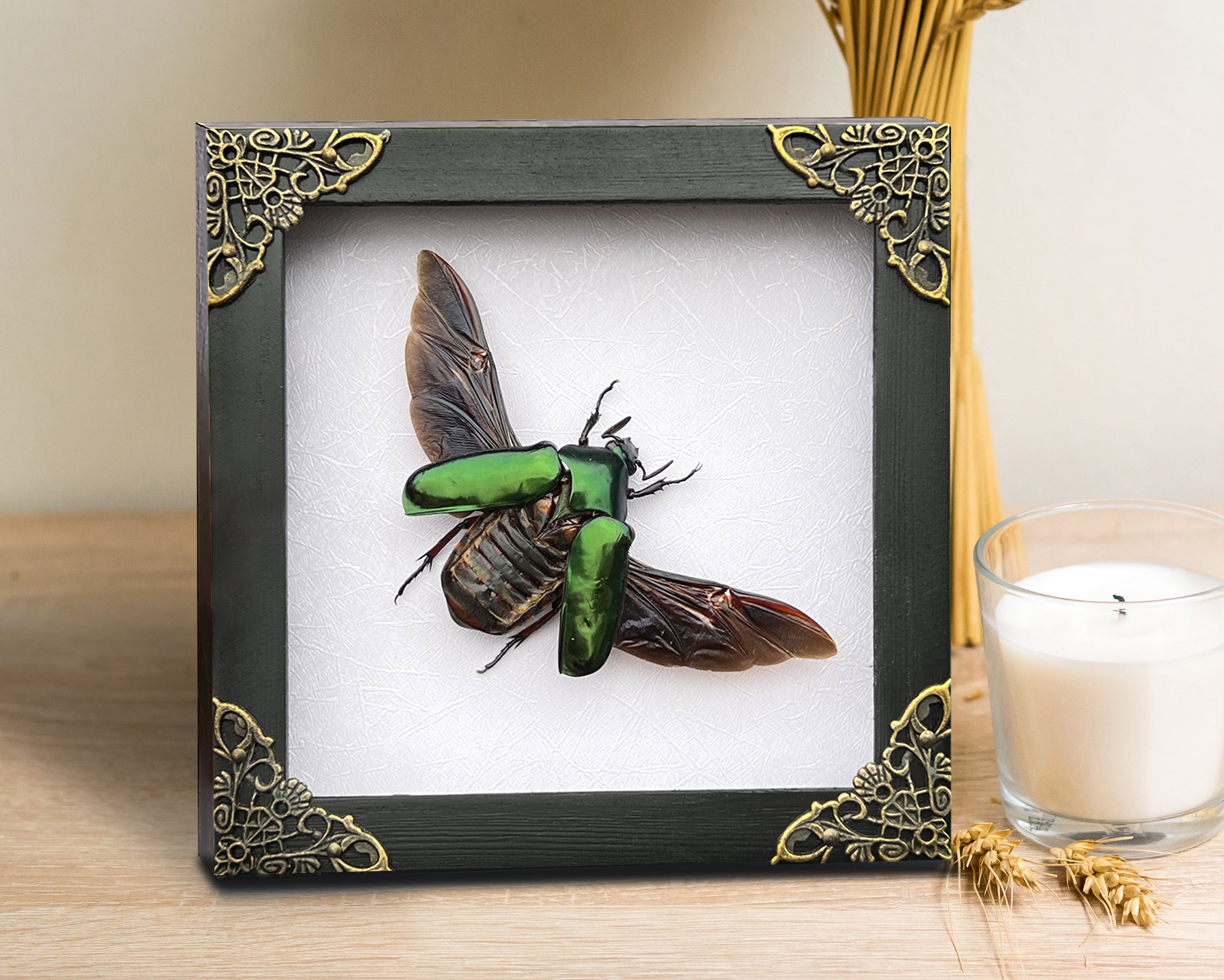 Real Framed Green Rhomborhina Scarab Beetle White Shadow Box Dried Specimen Oddities Taxidermy K14-65-TR