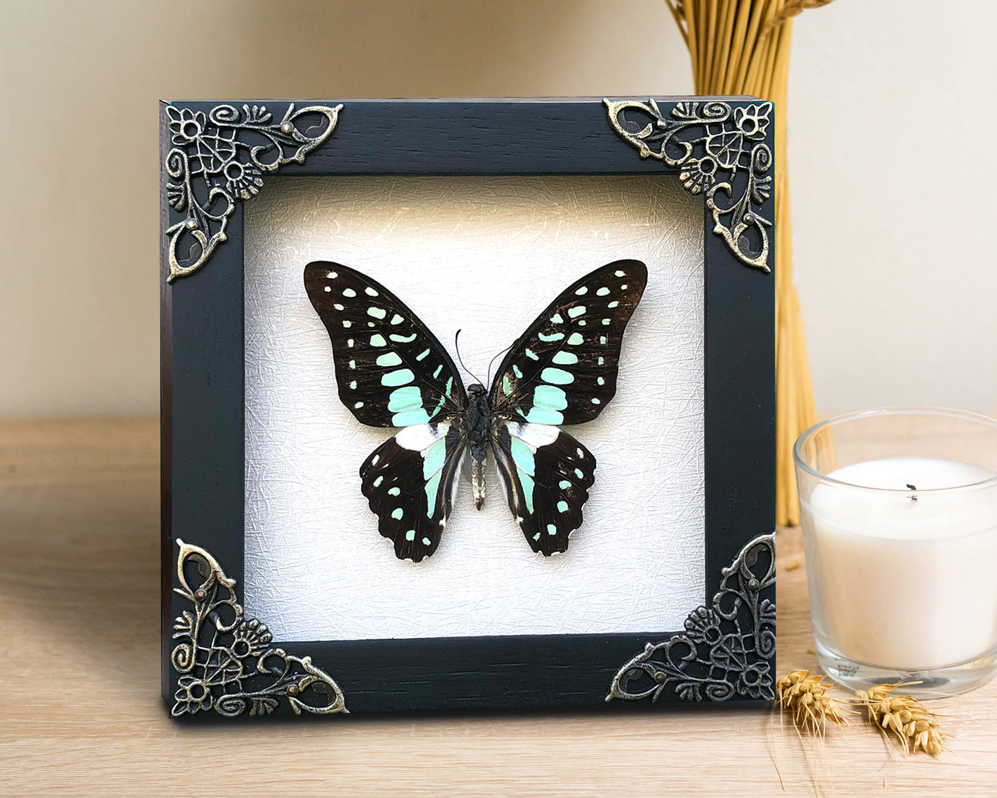 Real Framed Butterfly Dead Dried Insect Specimens K12-11-TR