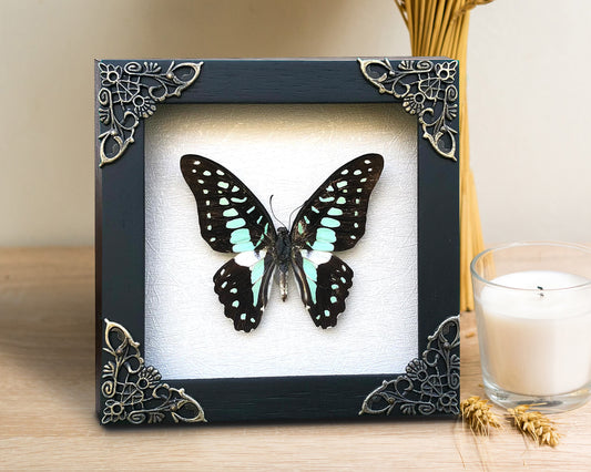 Real Framed Butterfly Dead Dried Insect Specimens K12-11-TR