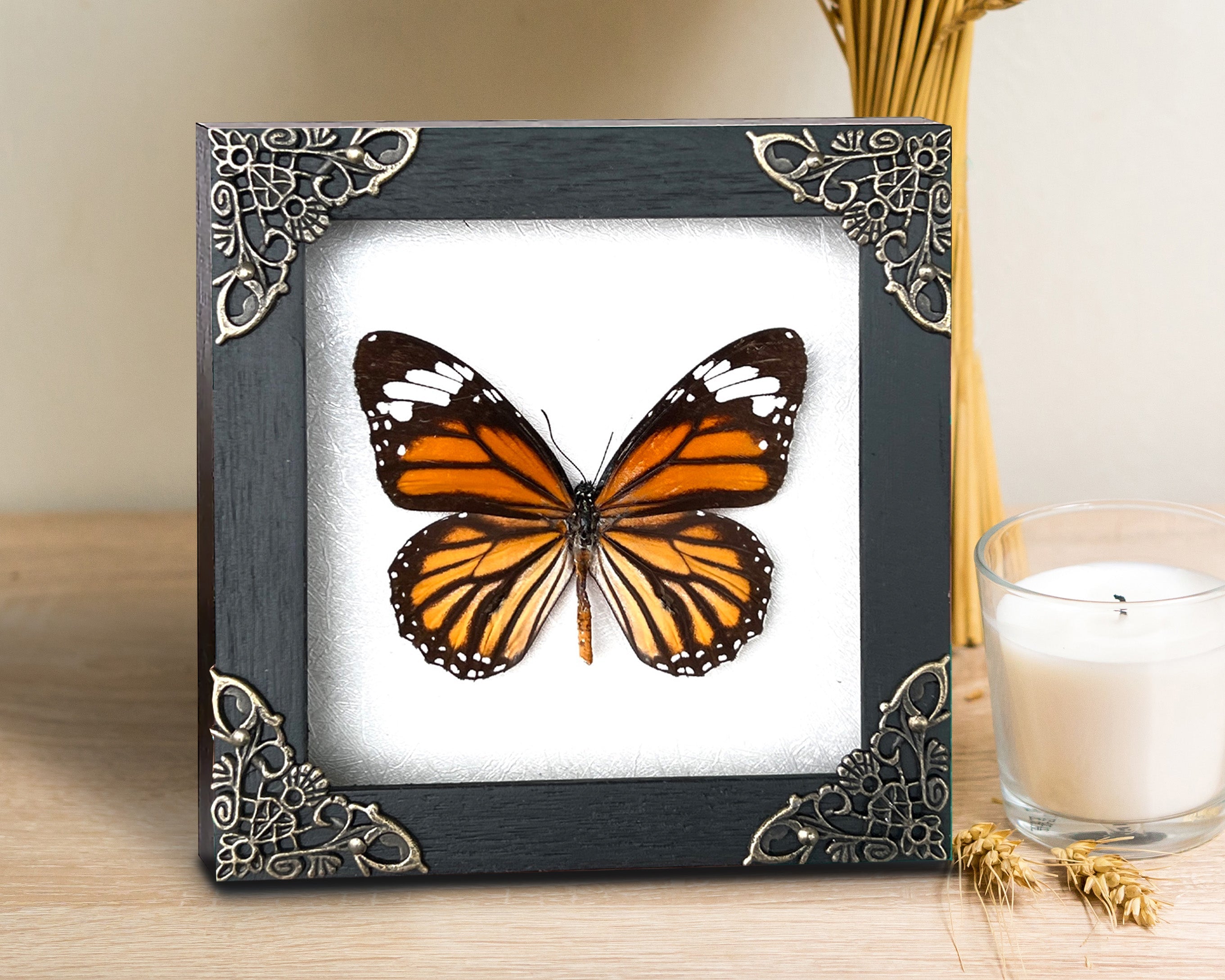 Real Framed Danaus Genutia Butterfly Insect Shadow Box K12-13-TR