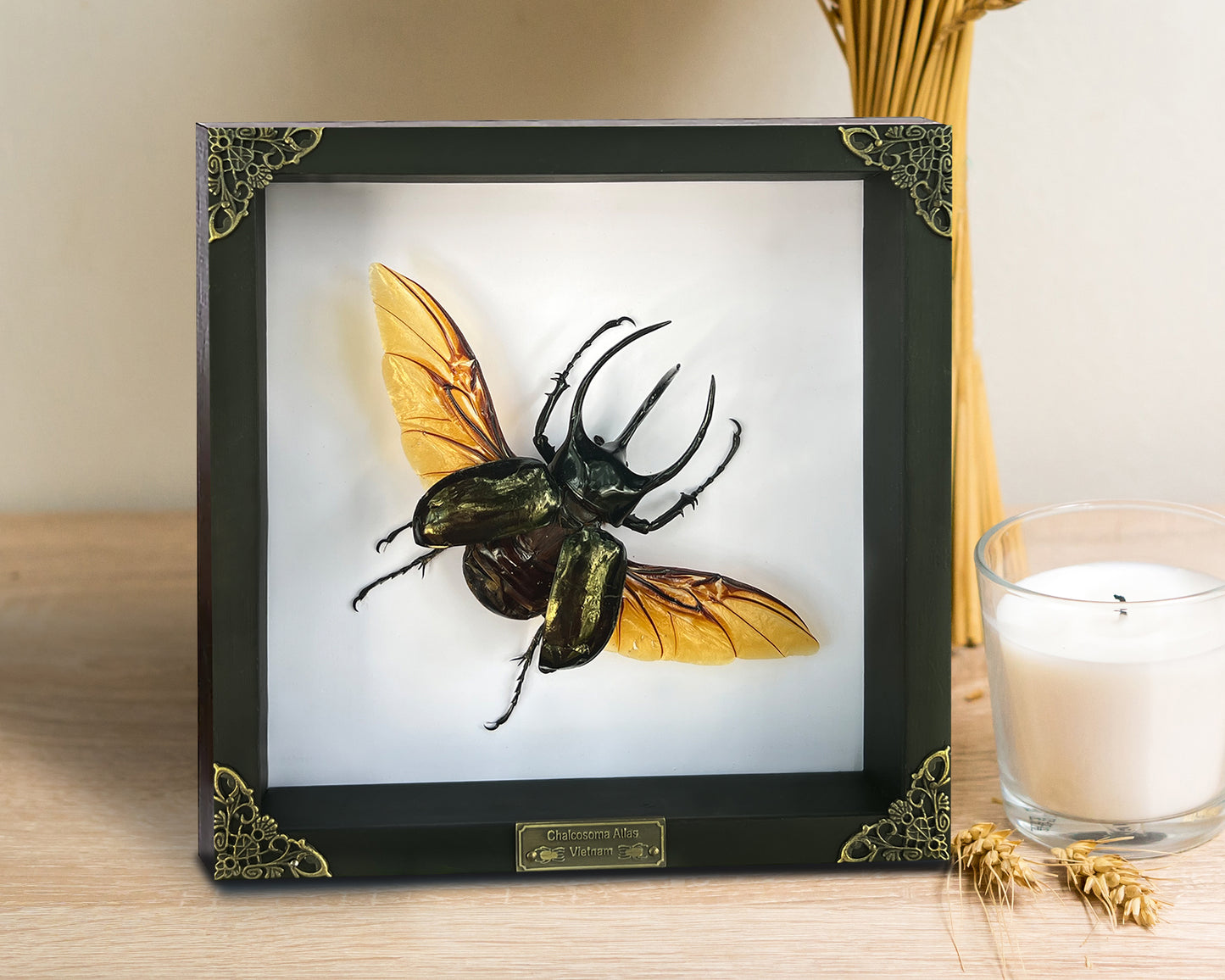 Real Framed Giant Atlas Beetle White Shadow Box Specimen Oddities Tabletop Home Decor K22-67-TR