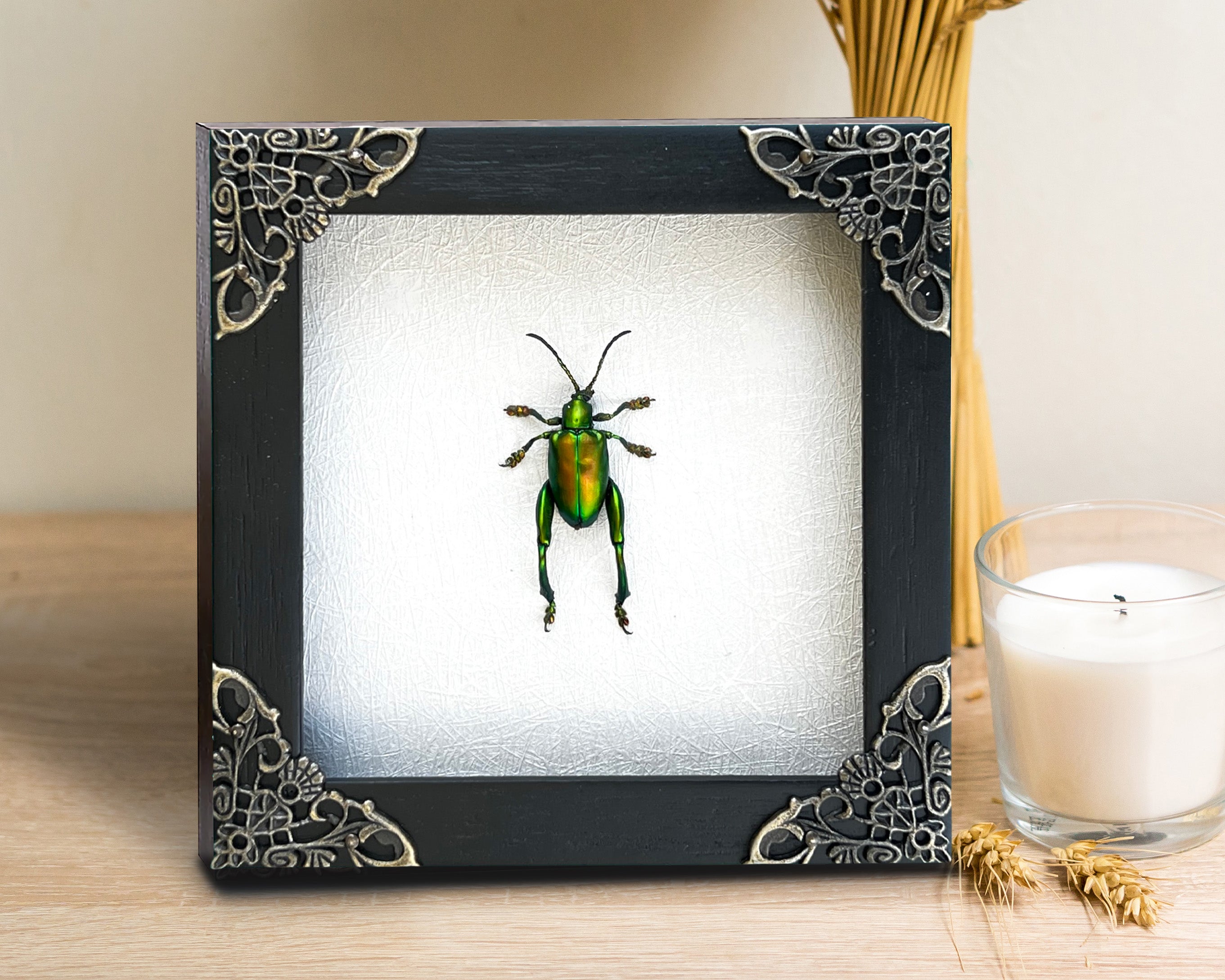 Real Framed Green Beetle White Wooden Specimen Oddities Taxidermy K12-53-TR