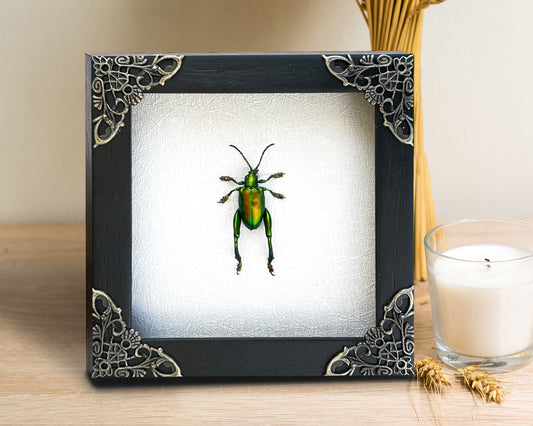 Real Framed Green Beetle White Wooden Specimen Oddities K12-53-TR