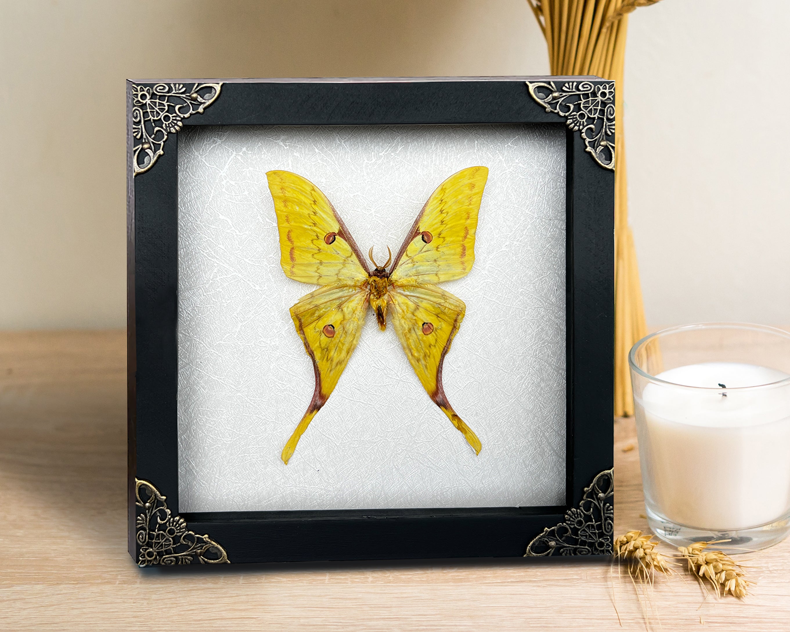 Real Yellow Moth Wooden White Frame Dried Insect Specimens Taxidermy Display K18-26-TR