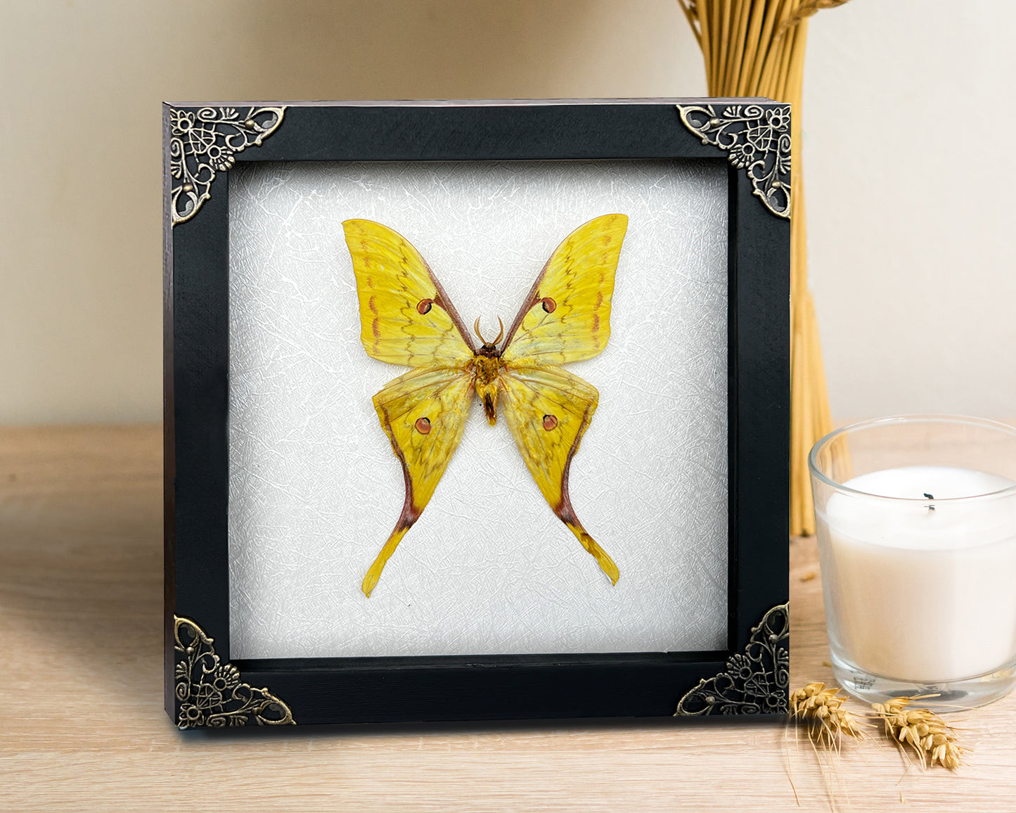 Real Yellow Moth Wooden White Frame Dried Insect Specimens Display K18-26-TR