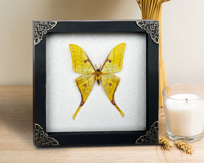 Real Yellow Moth Wooden White Frame Dried Insect Specimens Display K18-26-TR