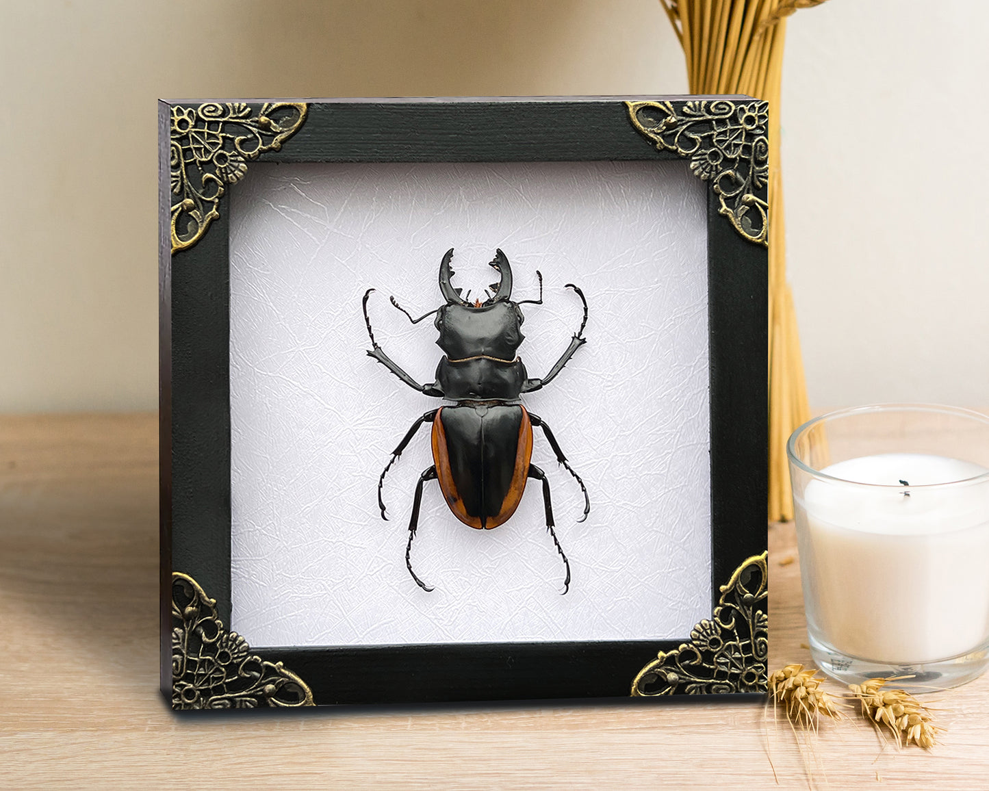 Real Framed Beetle White Shadow Box Dried Specimen Oddities Handmade Wall Art K14-66-TR