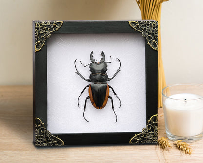 Real Framed Beetle White Shadow Box Dried Specimen Oddities Handmade Wall Art K14-66-TR