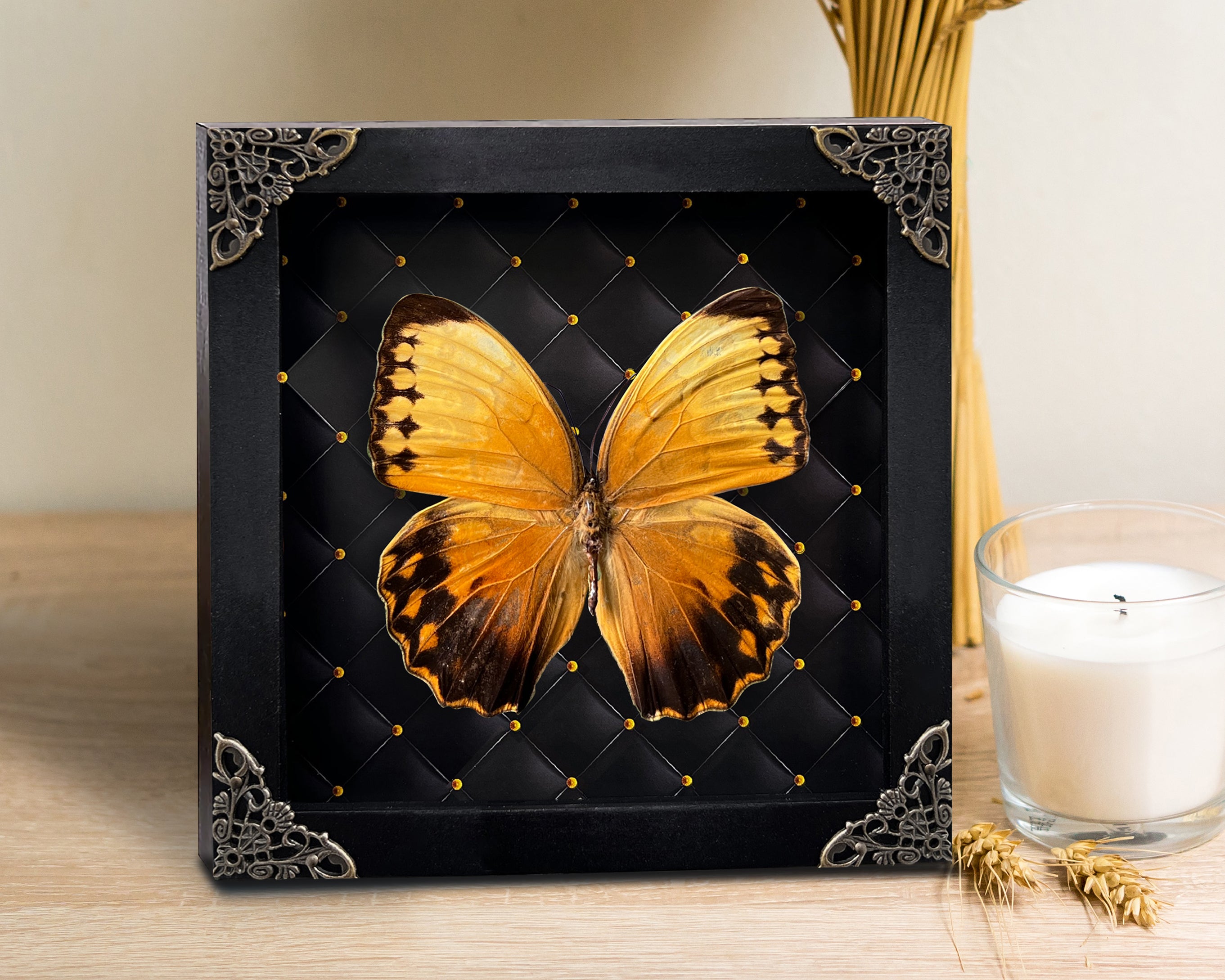 Real Butterfly Black Rhombus Frame Dried Insect Specimens Taxidermy K16-02-NEM