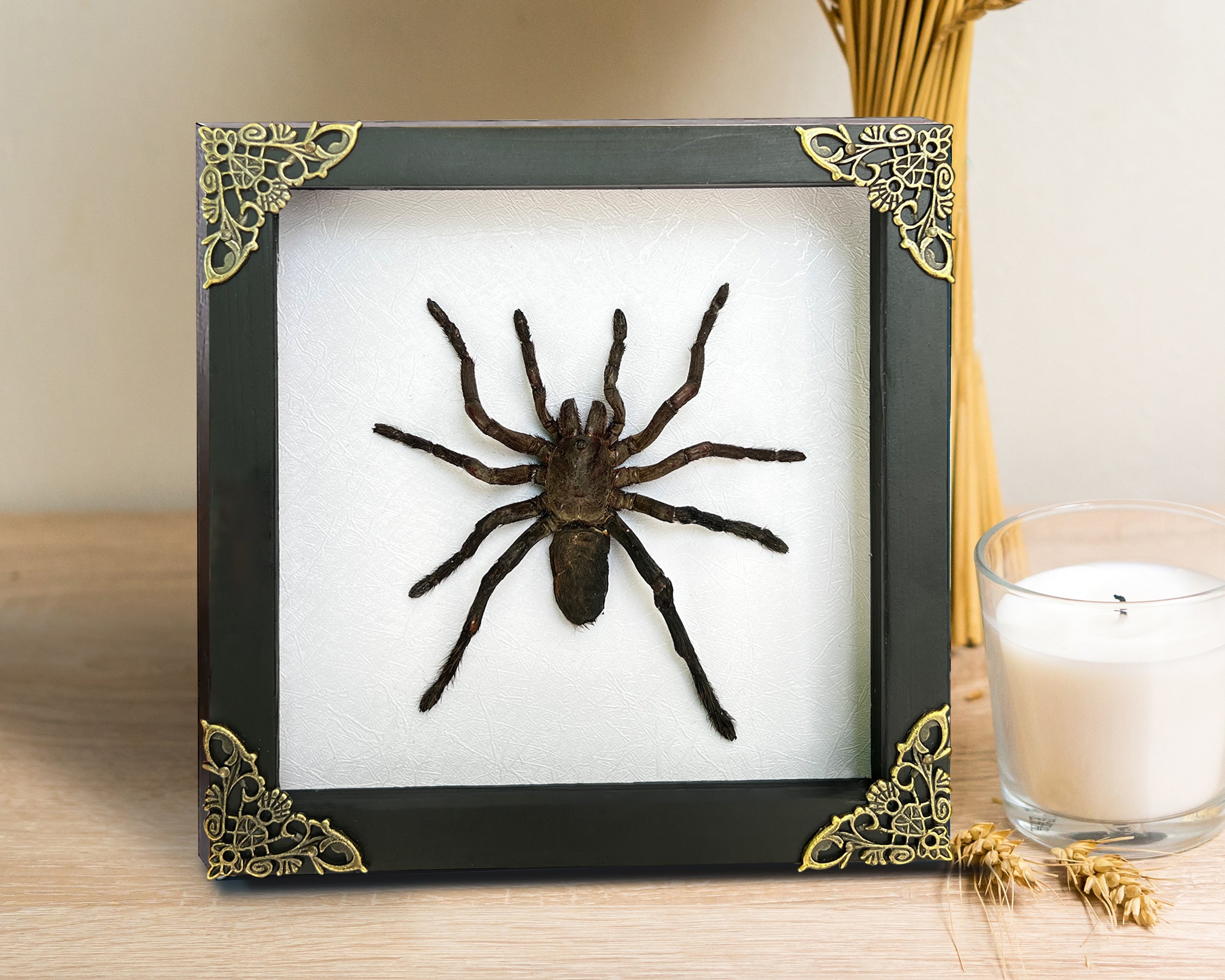 Real Framed Spider White Wooden Shadow Box Bug Insect Unique Entomology K18-56-TR