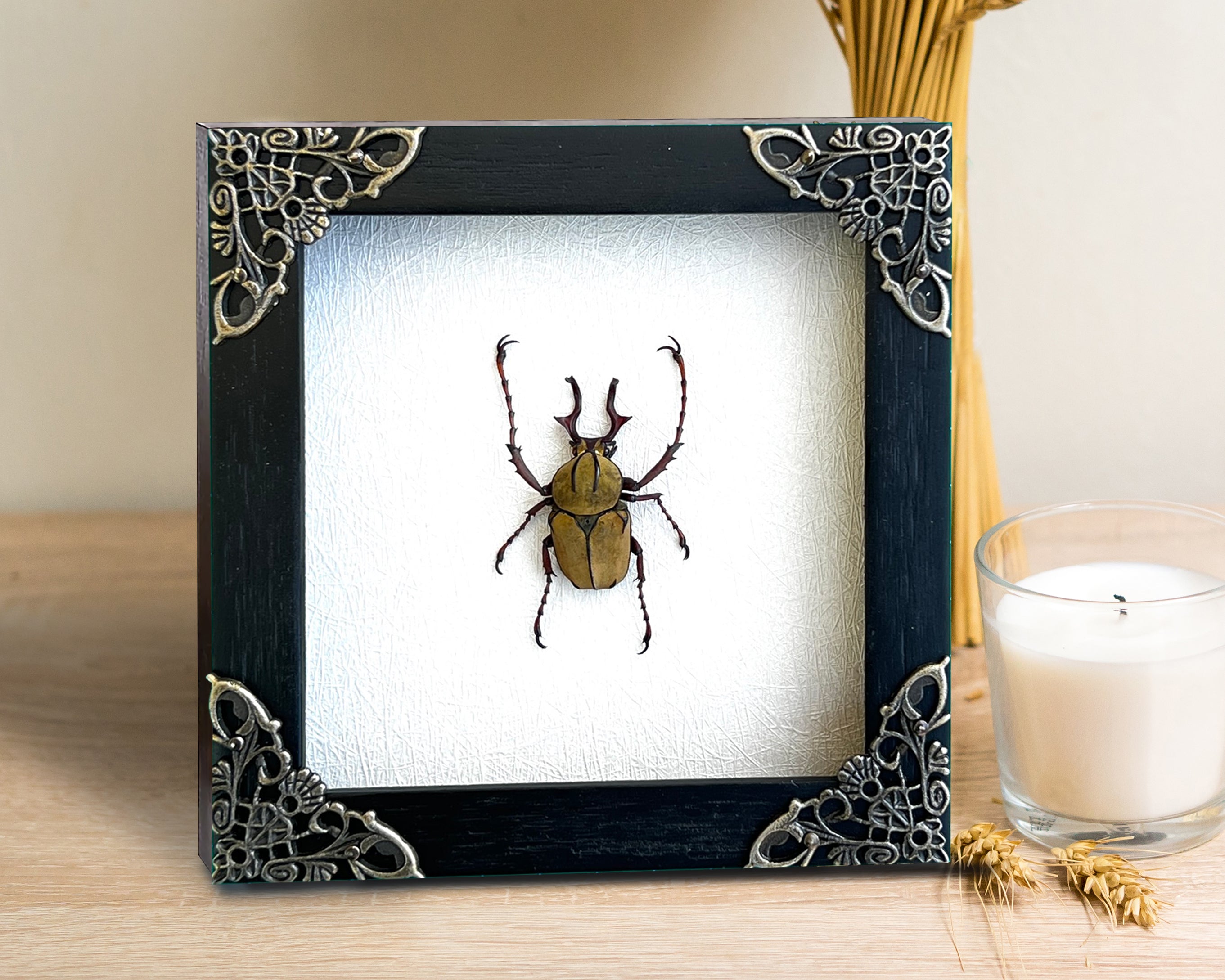 Real Framed Reindeer Beetle White Wooden Specimen Oddities Taxidermy K12-52-TR