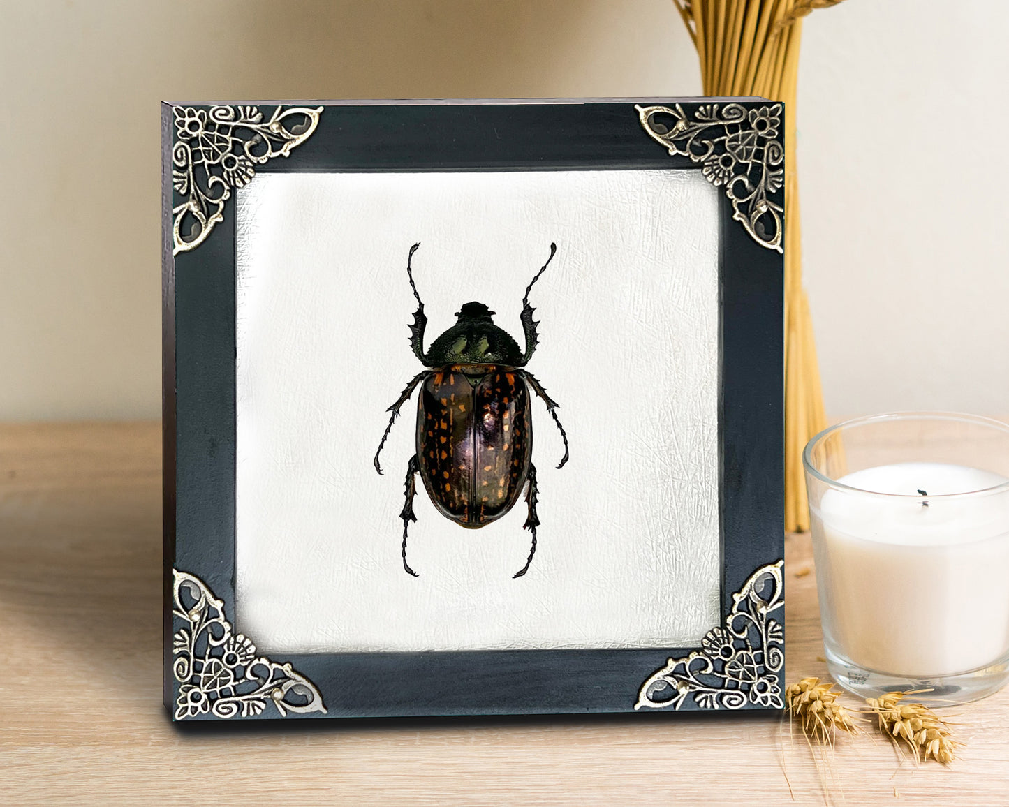 Real Framed Beetle White Shadow Box Dried Specimen Oddities K14-59-TR