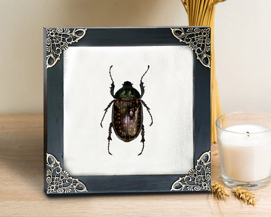 Real Framed Beetle White Shadow Box Dried Specimen Oddities K14-59-TR
