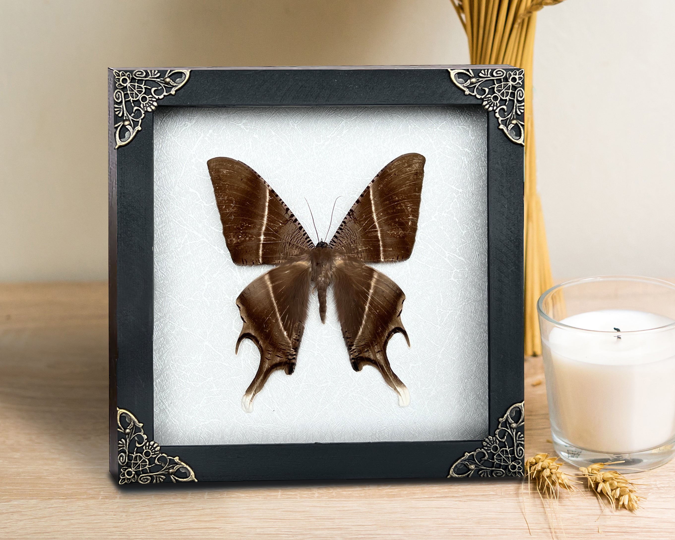 Real Tropical Swallowtail Moth Wooden White Frame Dried Insect Specimens Taxidermy K18-24-TR