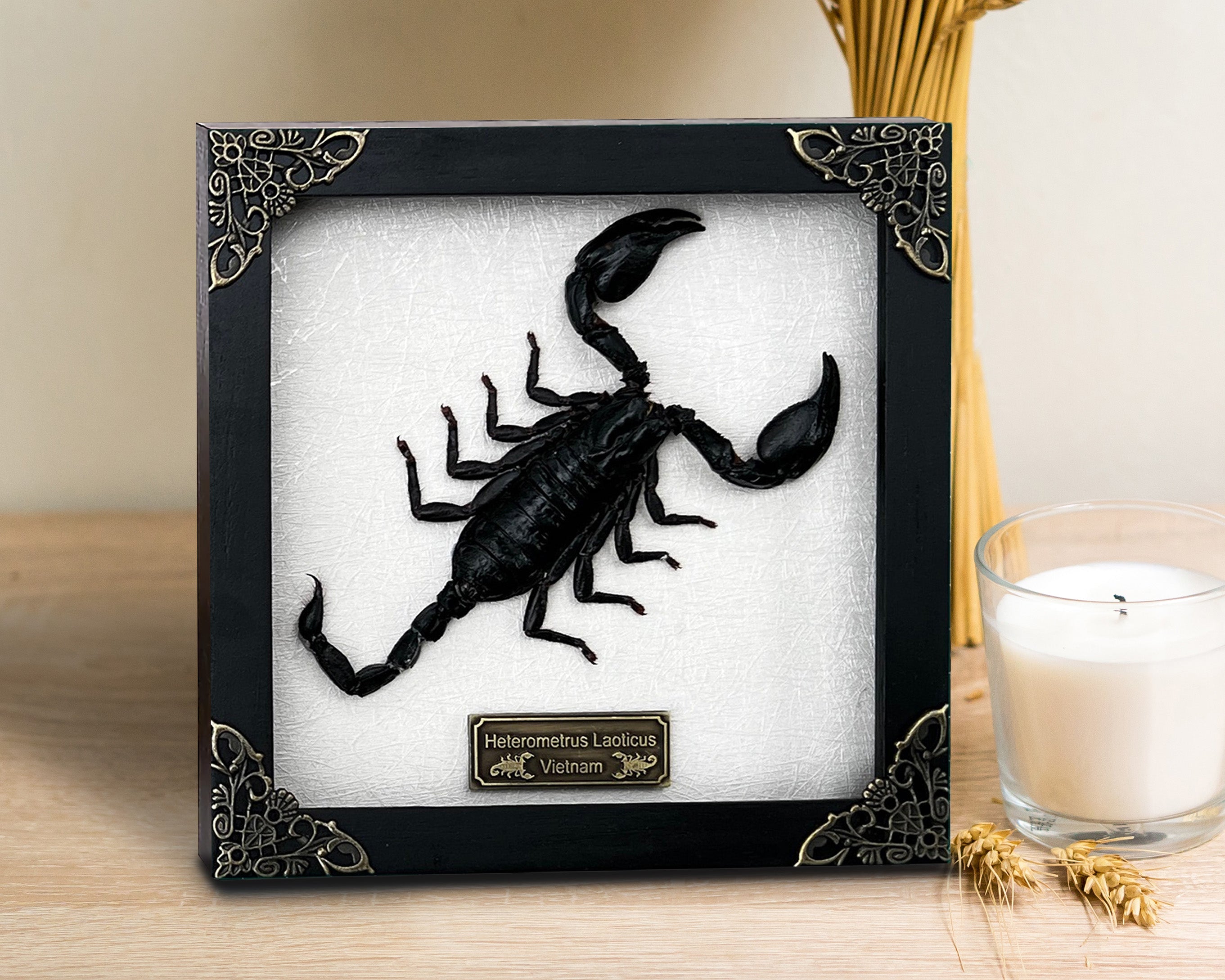 Scorpion Real Wooden Framed Dried Insect Taxidermy Bug K16-51-TR