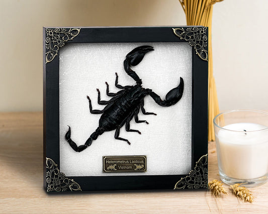 Scorpion Real Wooden Framed Dried Insect Bug K16-51-TR