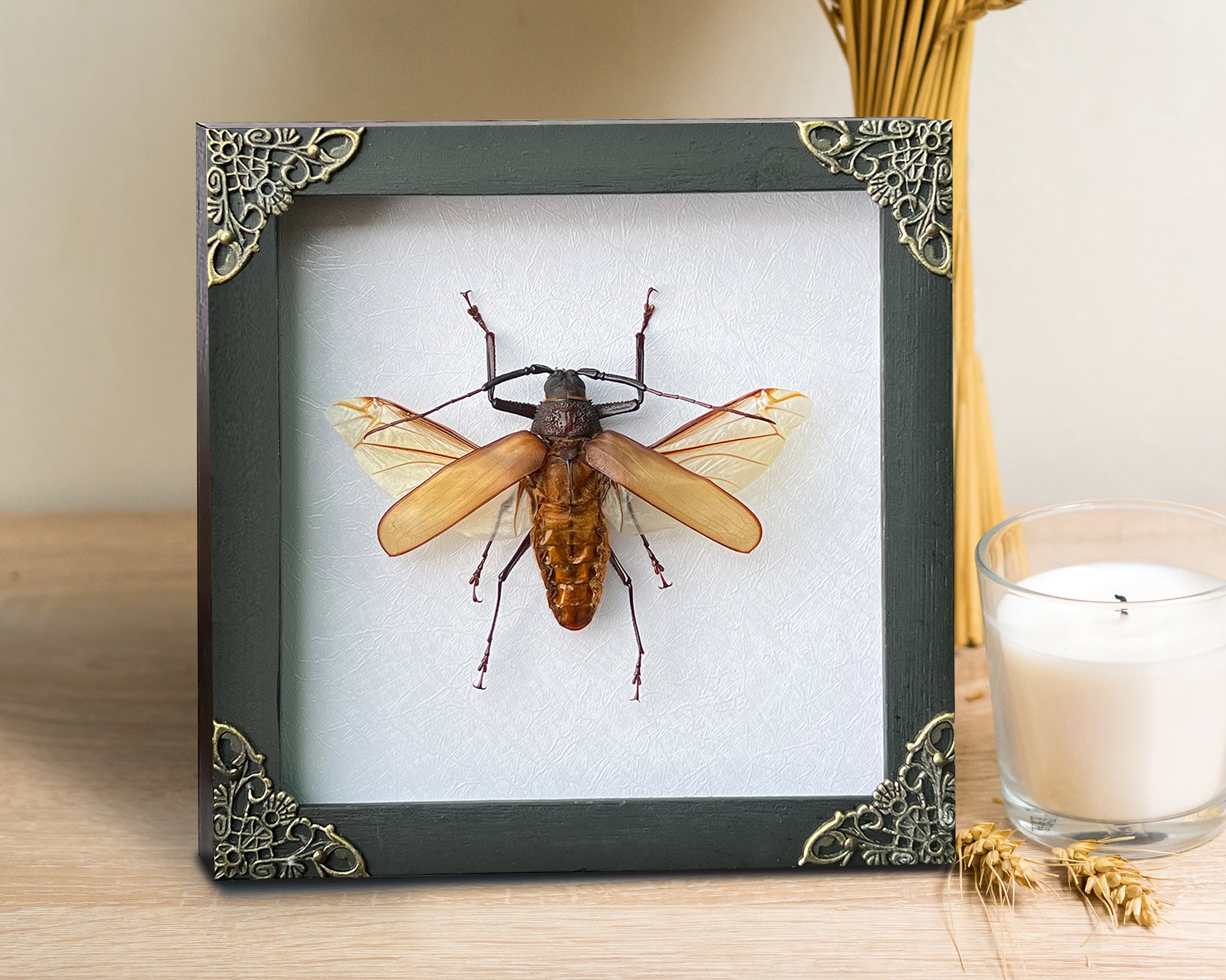 Real Framed Cerambycidae Giant Beetle White Wooden Shadow Box Oddities Taxidermy K16-64-TR