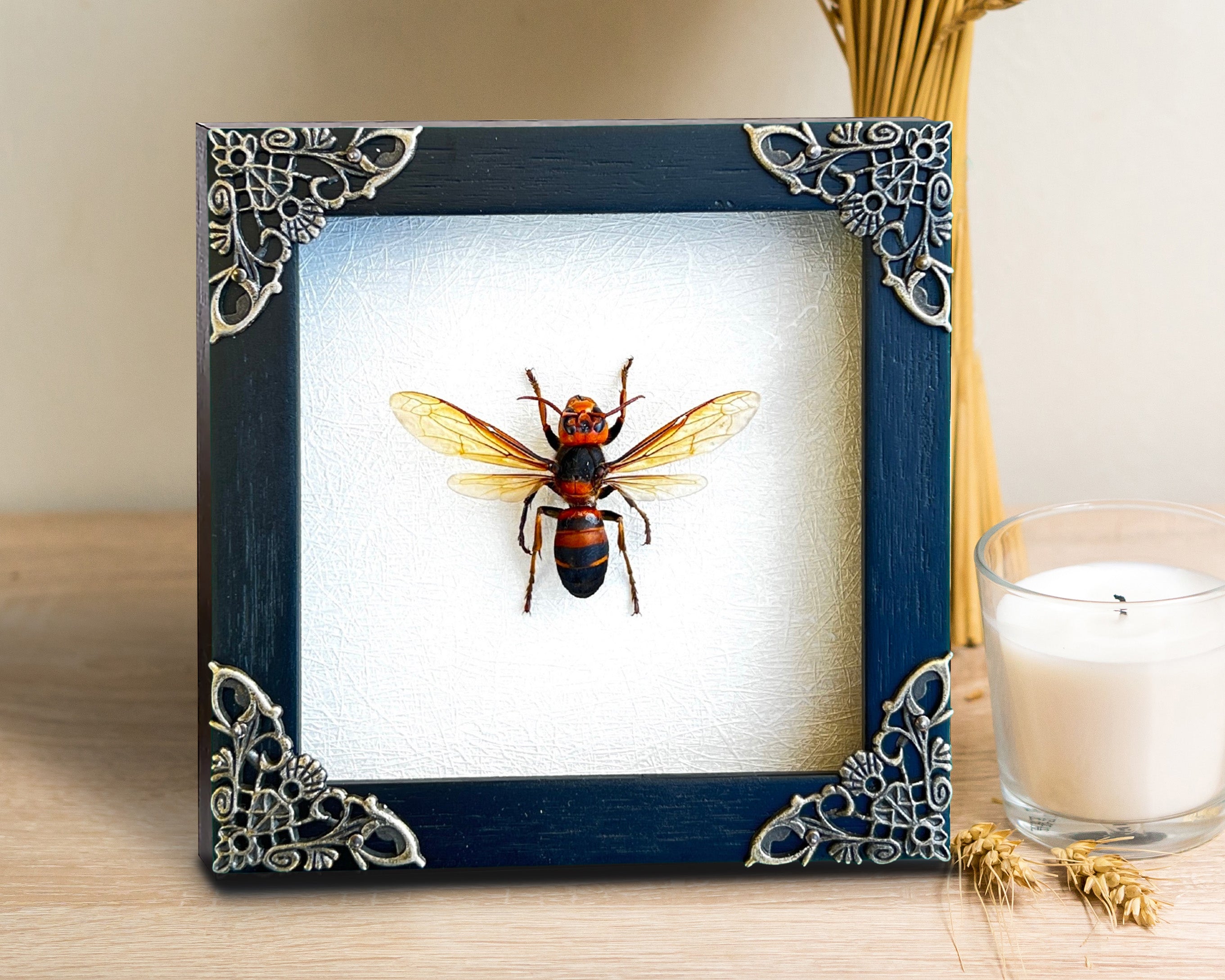 Real Framed Ant Beetle Bee White Wooden Specimen Oddities Taxidermy K12-54-TR