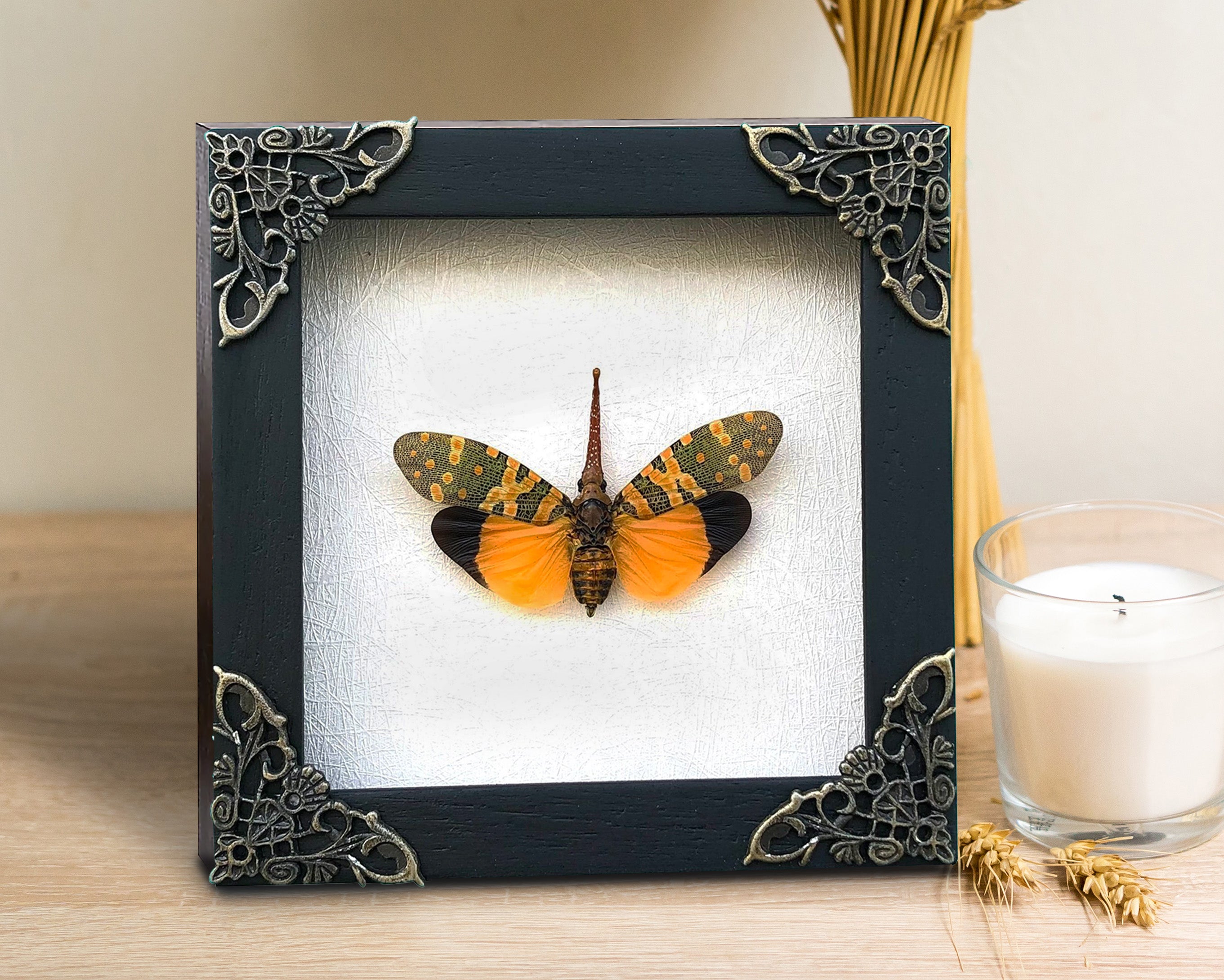 Real Framed Yellow Lanternfly Beetle White Wooden Specimen Oddities Taxidermy K12-55-TR