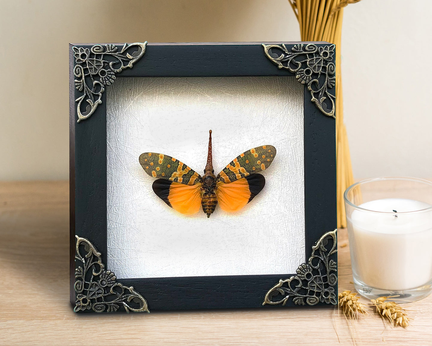 Real Framed Yellow Lanternfly Beetle White Wooden Specimen Oddities K12-55-TR