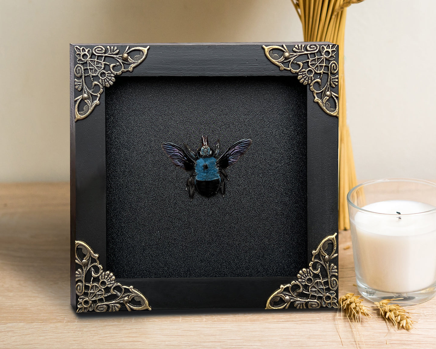 Real Framed Blue Carpenter Bee Black Wooden Specimen Oddities K12-61-DE
