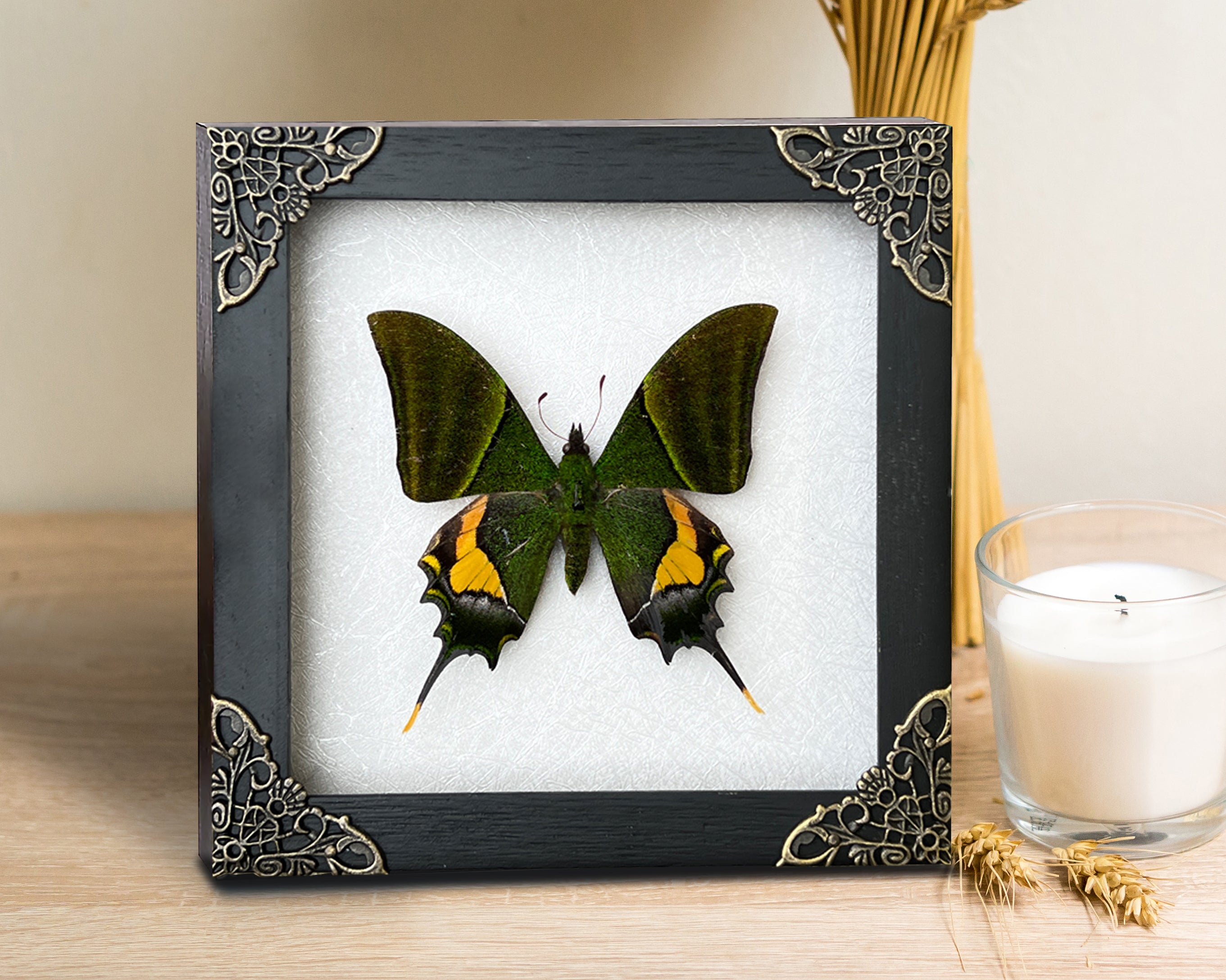 Real Green Butterfly Wooden White Frame Dried Insect Specimens Taxidermy K14-20-TR