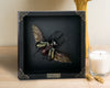 Real Framed Giant Atlas Beetle Black Shadow Box Specimen Oddities Taxidermy Tabletop Home Decor K22-67-DE