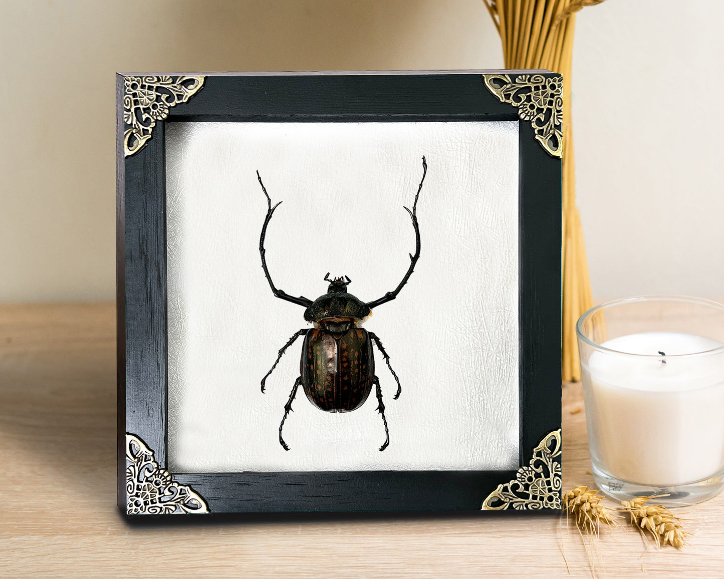 Real Framed Long Arms Beetle White Shadow Box Specimen Oddities K18-58-TR