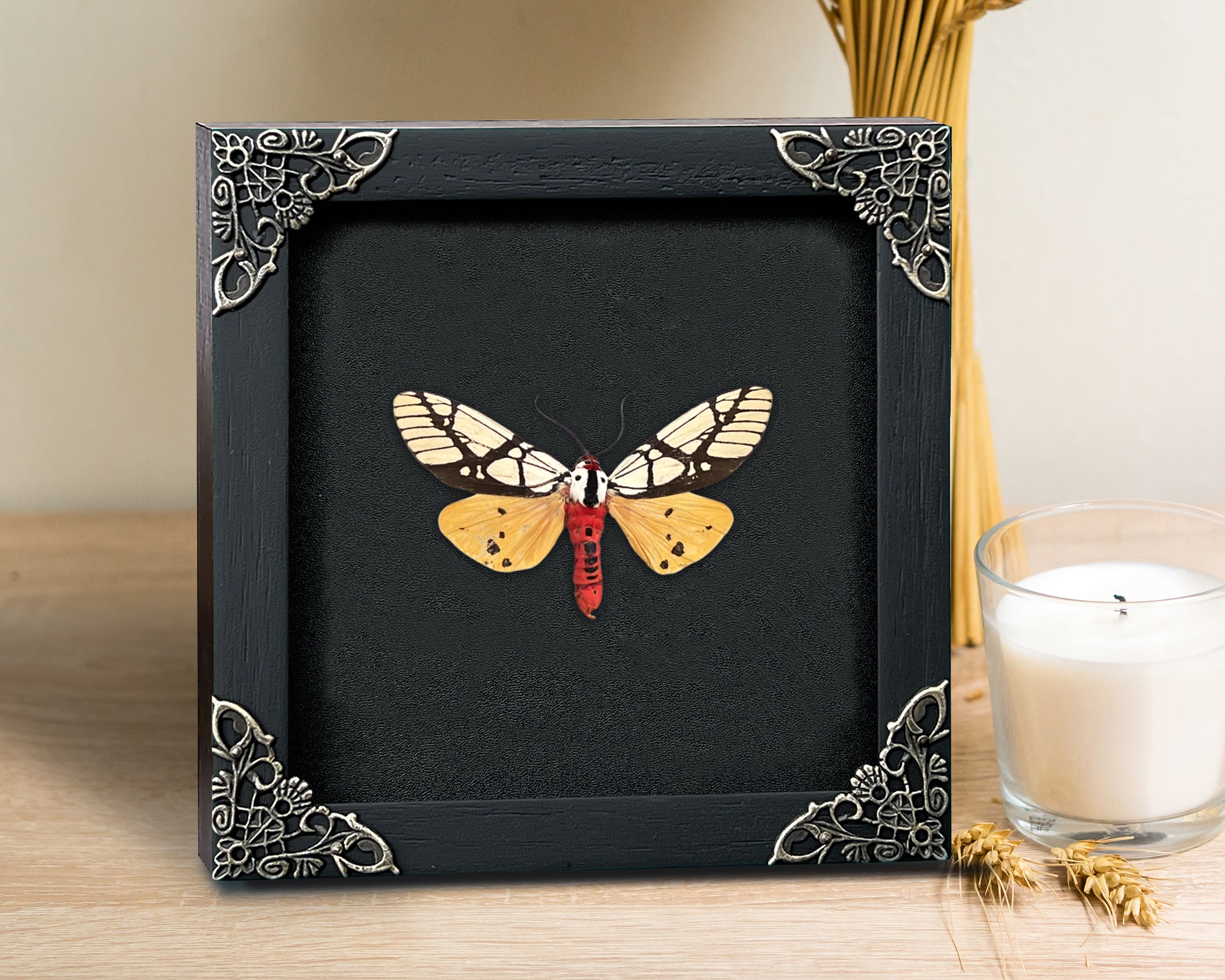 Real Framed Areas Galactina Moth Insect Black Shadow Box K12-14-DE