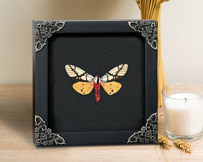 Real Framed Areas Galactina Moth Insect Black Shadow Box K12-14-DE