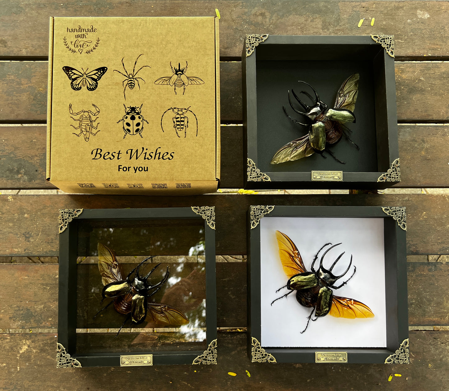 Real Framed Giant Atlas Beetle White Shadow Box Specimen Oddities Tabletop Home Decor K22-67-TR