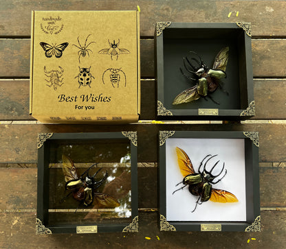 Real Framed Giant Atlas Beetle White Shadow Box Specimen Oddities Tabletop Home Decor K22-67-TR