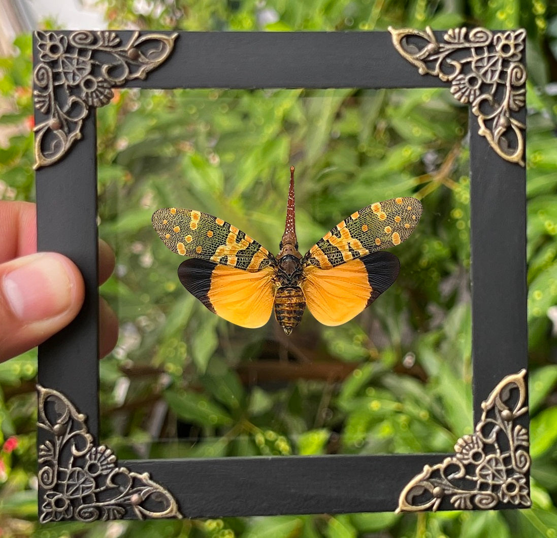 Real Framed Yellow Lanternfly Beetle Glass Shadow Box Specimen Oddities Taxidermy K12-55-KINH