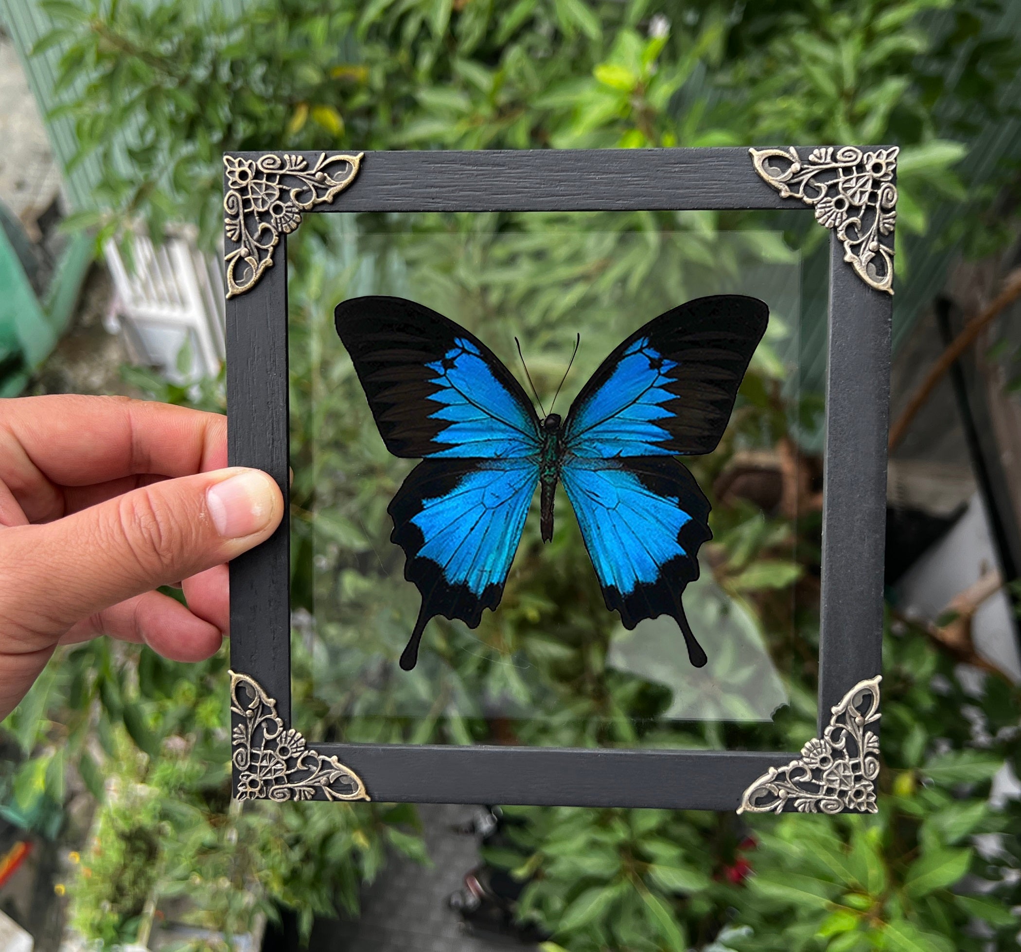 Real Framed Blue Swallowtail Butterfly Handmade Glass Frame 3D Floating K16-28-KINH
