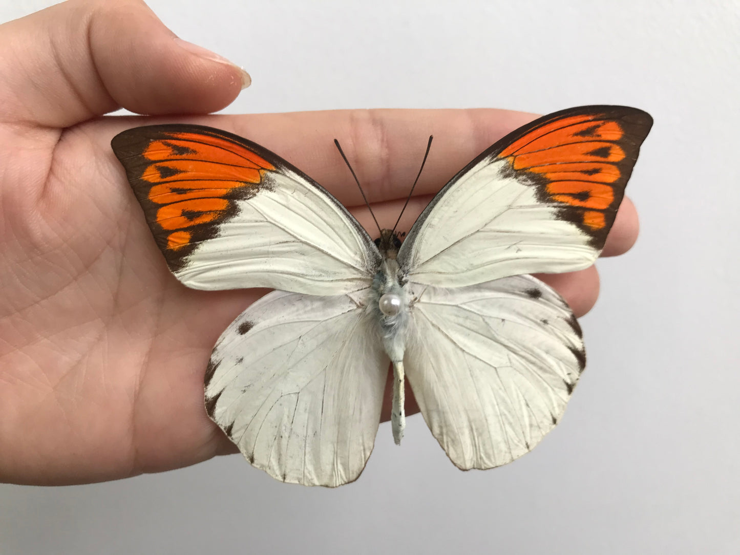 Real Butterfly Hebomoia Glaucippe Wooden Frame Dried Insect Specimens K14-08-DE