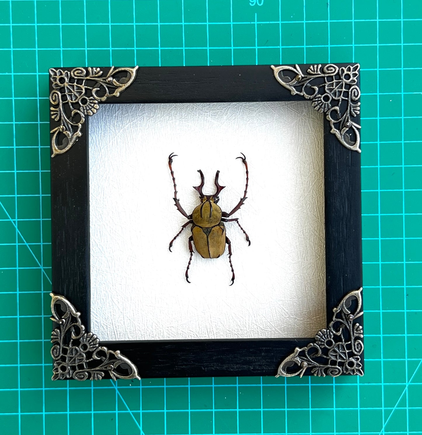 Real Framed Reindeer Beetle White Wooden Specimen Oddities K12-52-TR