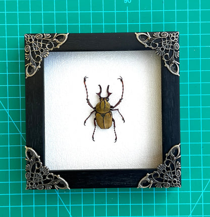 Real Framed Reindeer Beetle White Wooden Specimen Oddities K12-52-TR