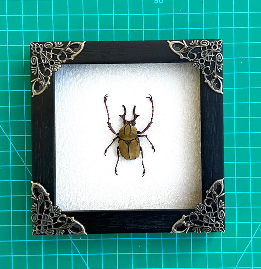 Real Framed Reindeer Beetle White Wooden Specimen Oddities K12-52-TR