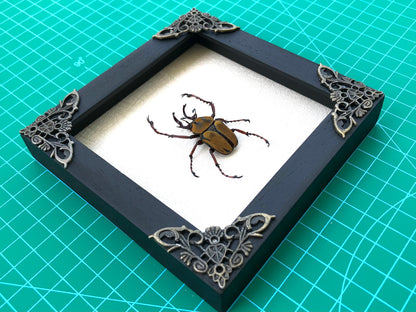 Real Framed Reindeer Beetle White Wooden Specimen Oddities K12-52-TR