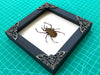 Real Framed Reindeer Beetle White Wooden Specimen Oddities Taxidermy K12-52-TR