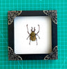 Real Framed Reindeer Beetle White Wooden Specimen Oddities Taxidermy K12-52-TR