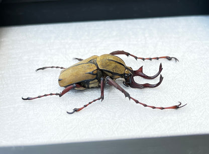 Real Framed Reindeer Beetle White Wooden Specimen Oddities K12-52-TR