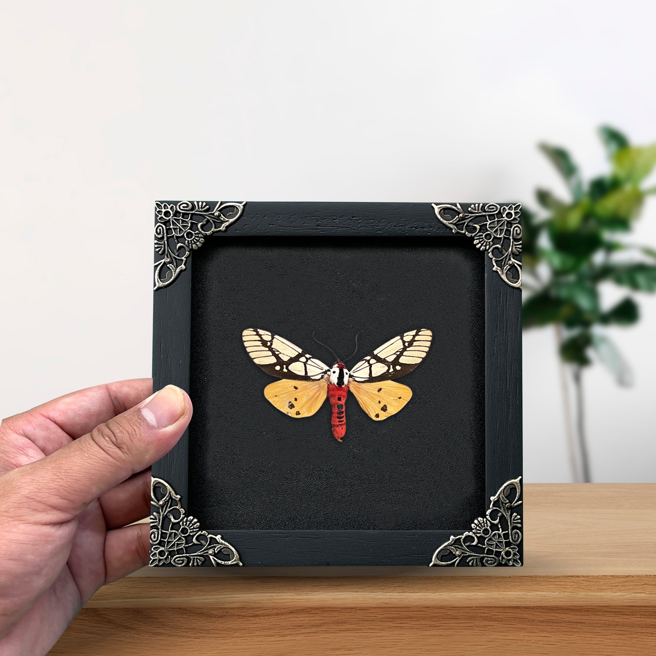 Real Framed Areas Galactina Moth Insect Black Shadow Box K12-14-DE