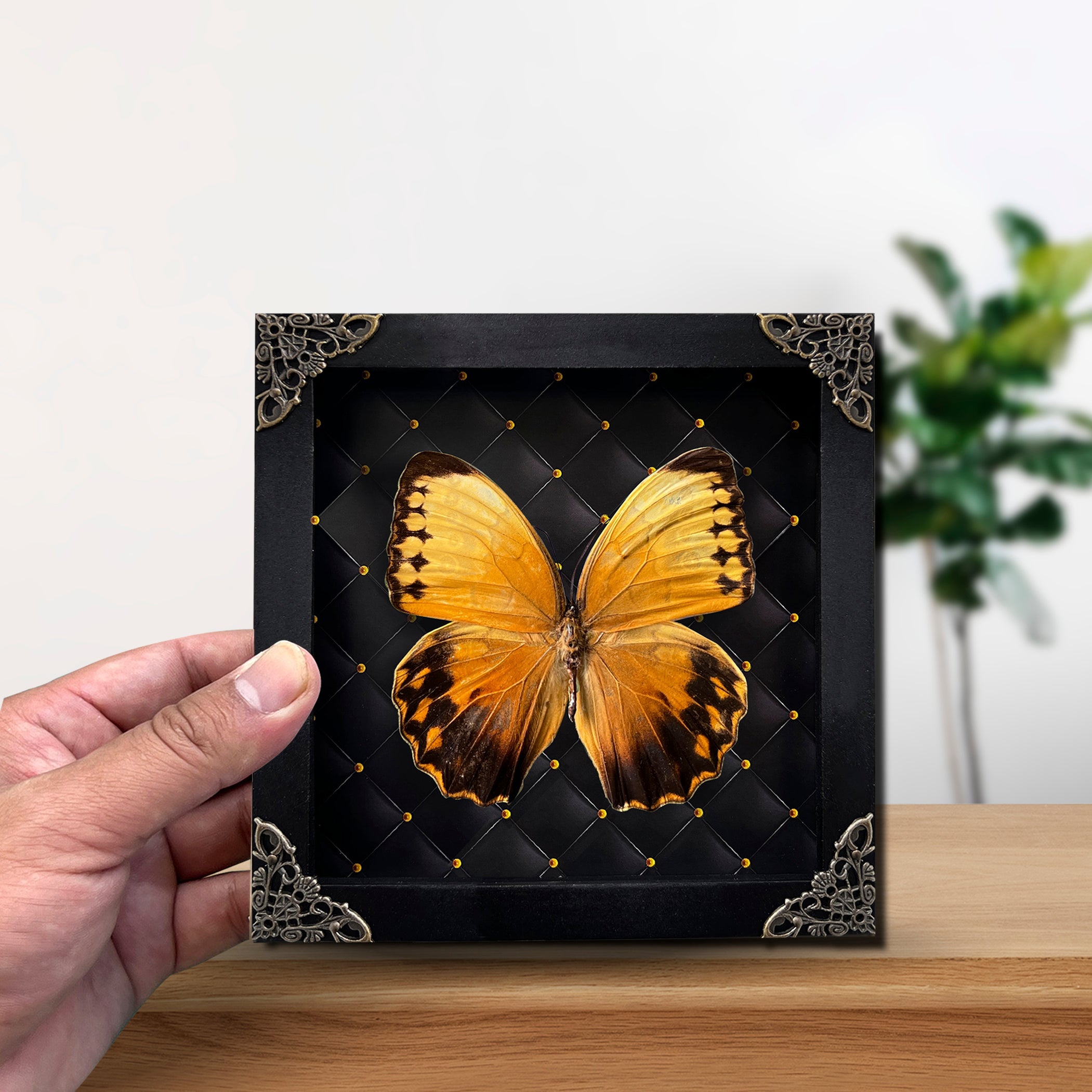 Real Butterfly Black Rhombus Frame Dried Insect Specimens Taxidermy K16-02-NEM