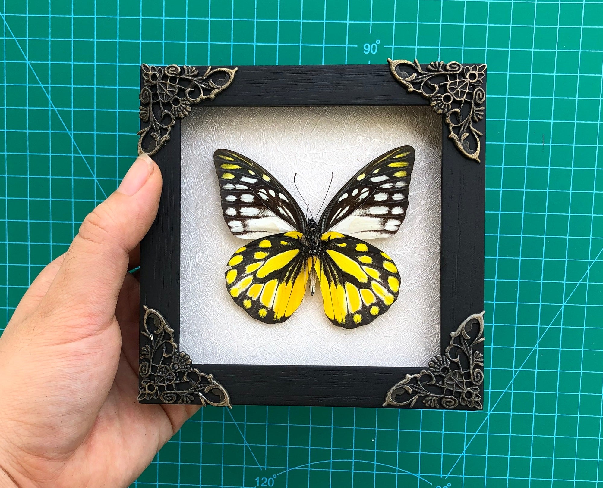 2 Real Butterfly Entomology Wooden Frame Insect Shadow Box Insect