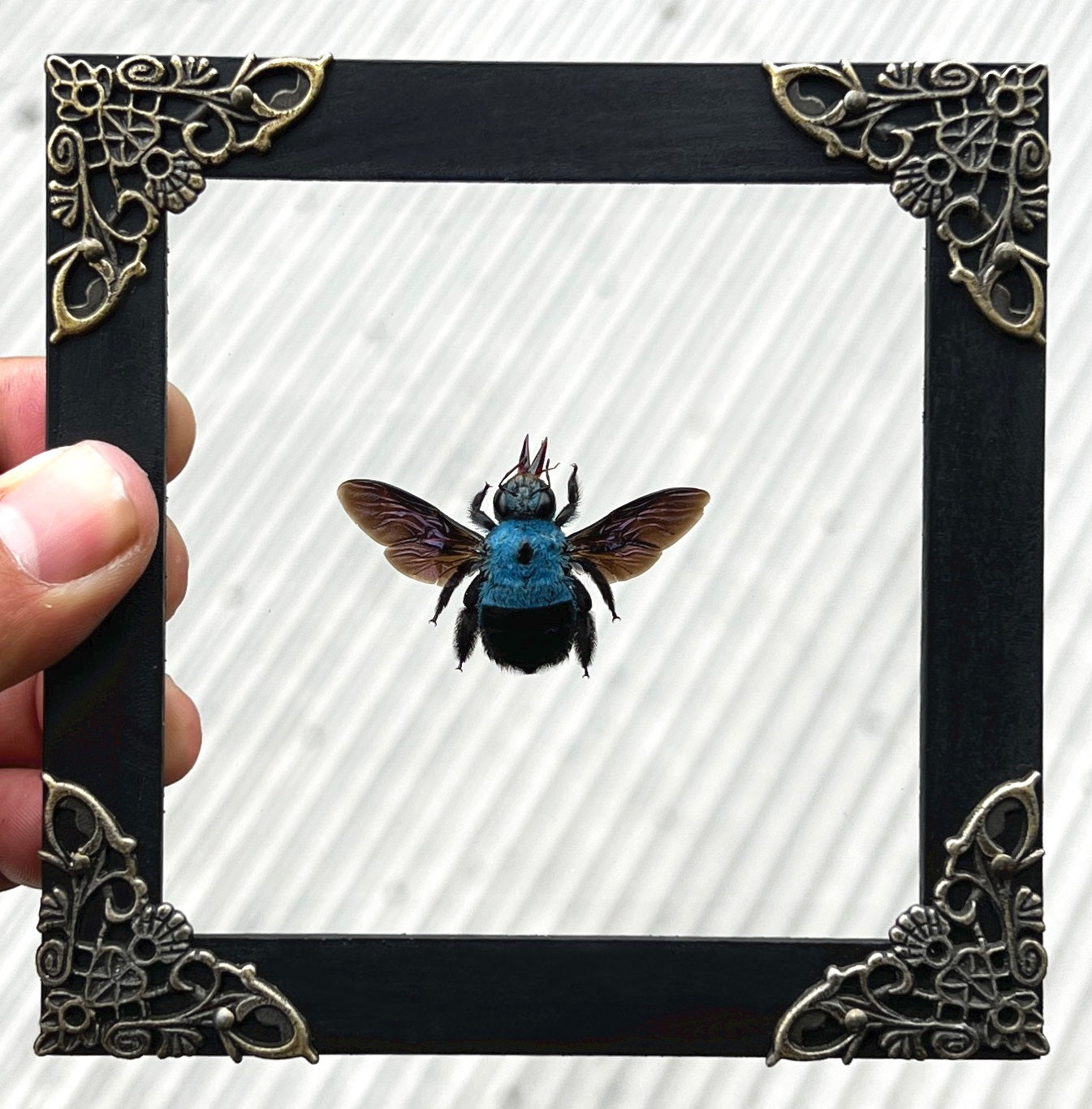 Real Framed Blue Carpenter Bee Glass Wooden Specimen Oddities K12-61-KINH