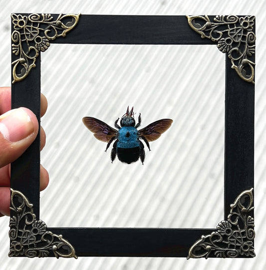 Real Framed Blue Carpenter Bee Glass Wooden Specimen Oddities K12-61-KINH