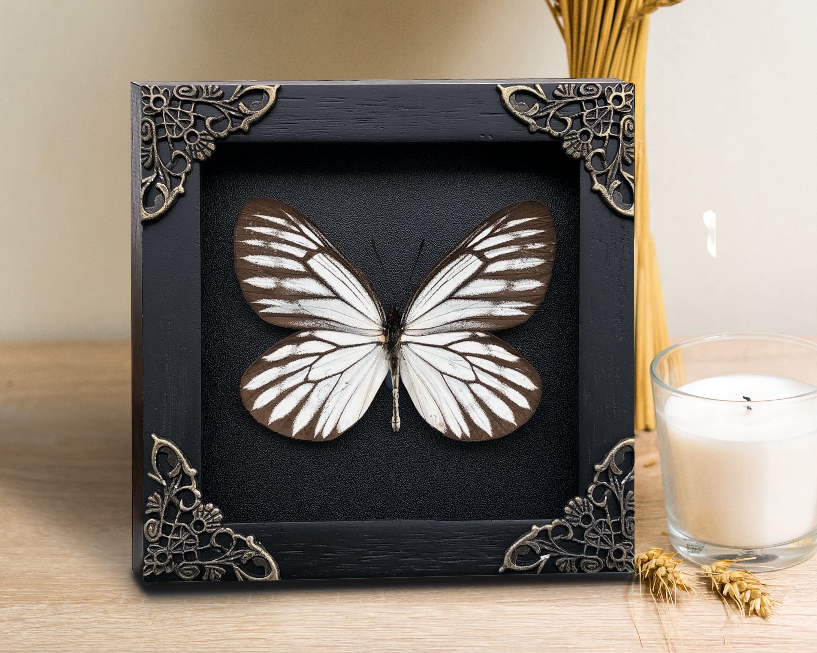 Real Butterfly Wooden Frame Dried Insect Specimens Taxidermy K12-09-DE