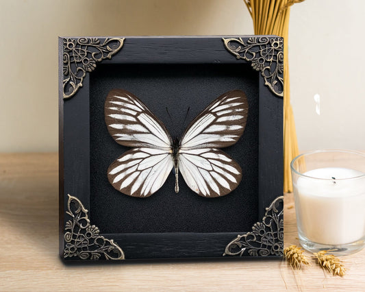 Real Butterfly Wooden Frame Dried Insect Specimens K12-09-DE