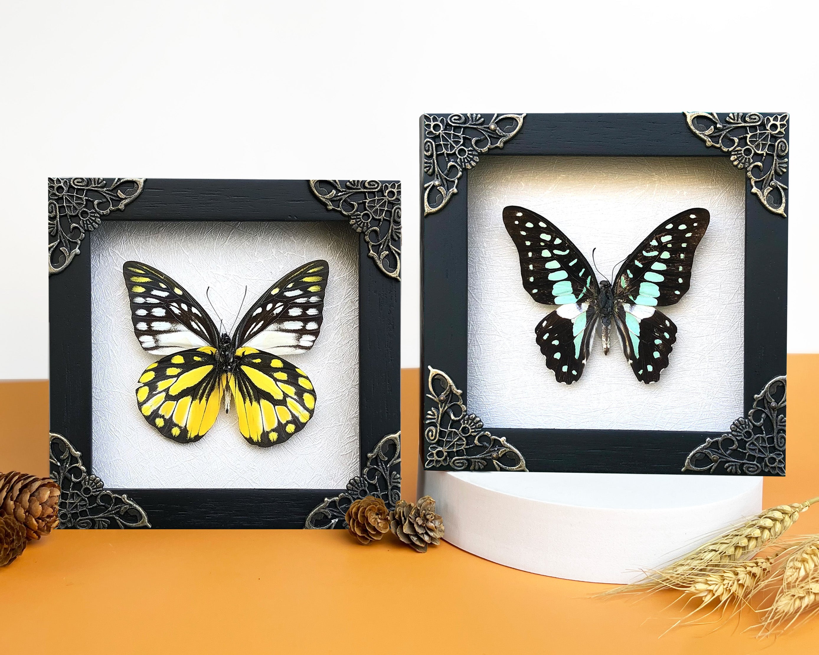 2 Real Butterfly Entomology Wooden Frame Insect Shadow Box Insect